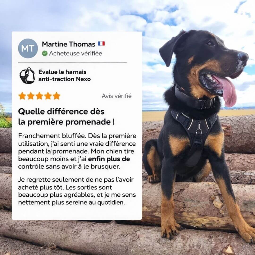 Nexo™ – Harnais anti-traction pour chien