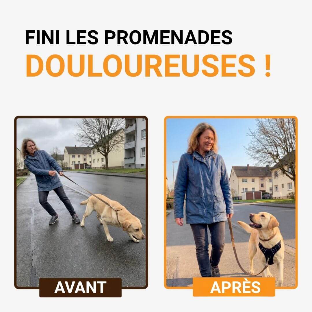 Nexo™ – Harnais anti-traction pour chien