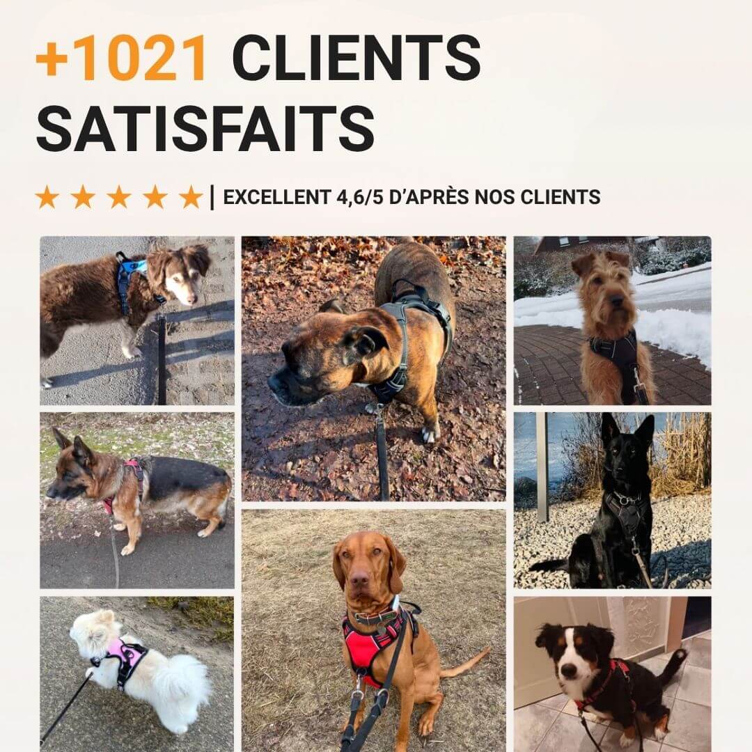 Nexo™ – Harnais anti-traction pour chien
