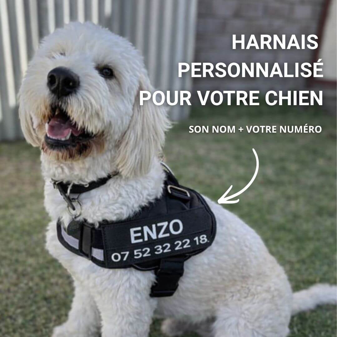 Kyro™ - Harnais personnalisé anti-traction
